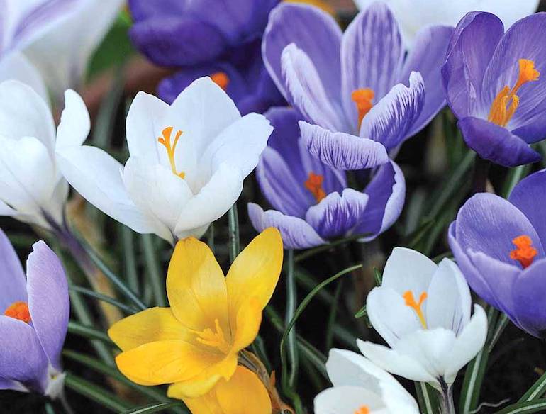 Time to Plant Bulbs for Spring Color by Hopkins County Master Gardener Judy Jones