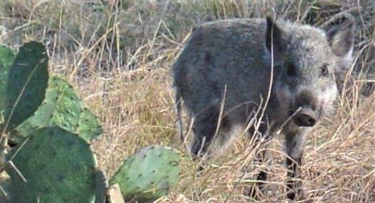 Get To Know the Wild Side of Feral Hogs