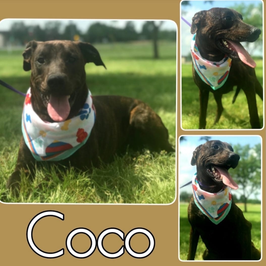 Sulphur Springs Animal Shelter Pet of the Week: Meet Coco!