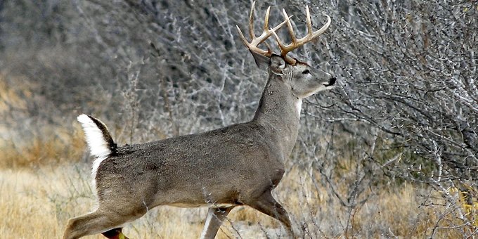 Texas Deer Hunters Welcome Cooler Weather for Opening Weekend