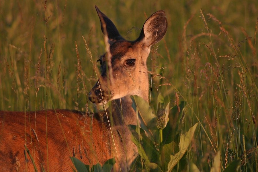 Chronic Wasting Disease: Detecting the Disease Plaguing Texas’ Deer Populations