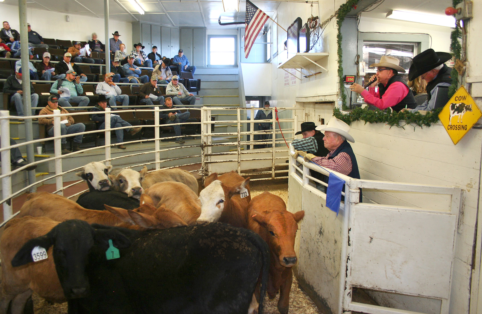 Northeast Texas Beef Improvement Organization (NETBIO) Reports Successful December Pre-conditioned Calf and Yearling Sale