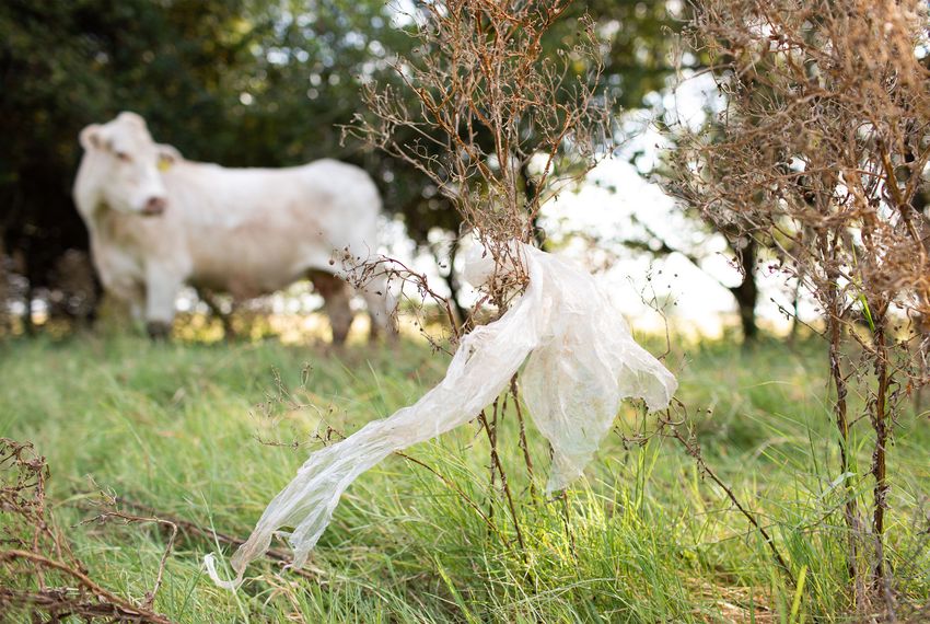Plastic Bags Are Killing Horses and Cows Across The State. What’s Texas To Do?
