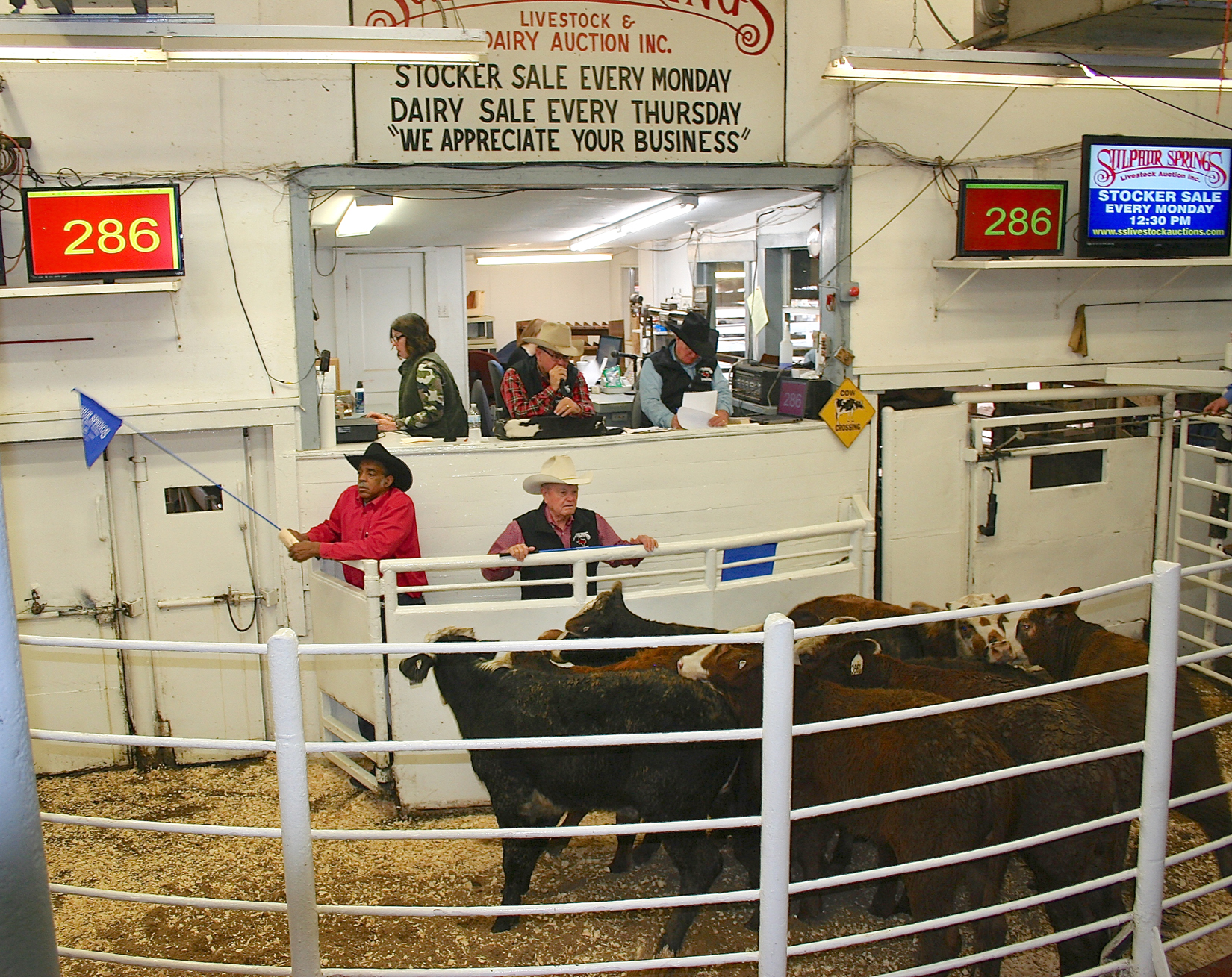 Over 5,000 Head of Cattle Sold at January Northeast Texas Beef Improvement Organization’s (NETBIO) Pre-conditioned Calf and Yearling Sale
