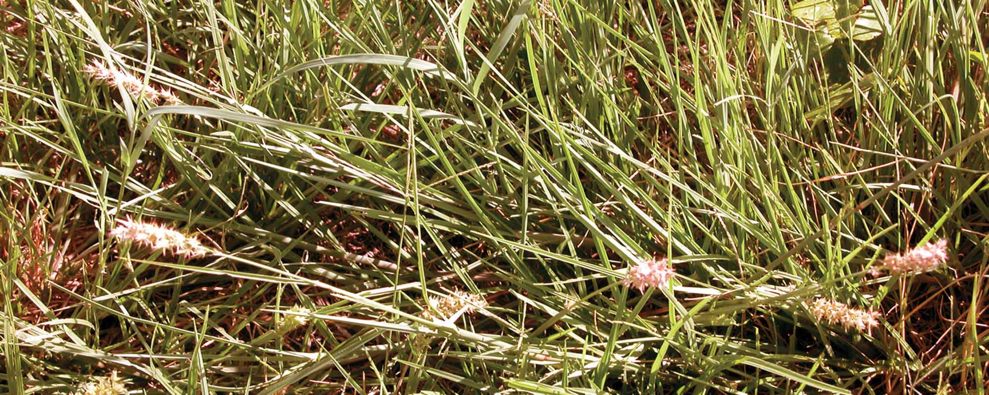 Sandbur Control in Pastures and Hayfields by Dr. Mario A. Villarino, County Extension Agent for Agriculture and Natural Resources
