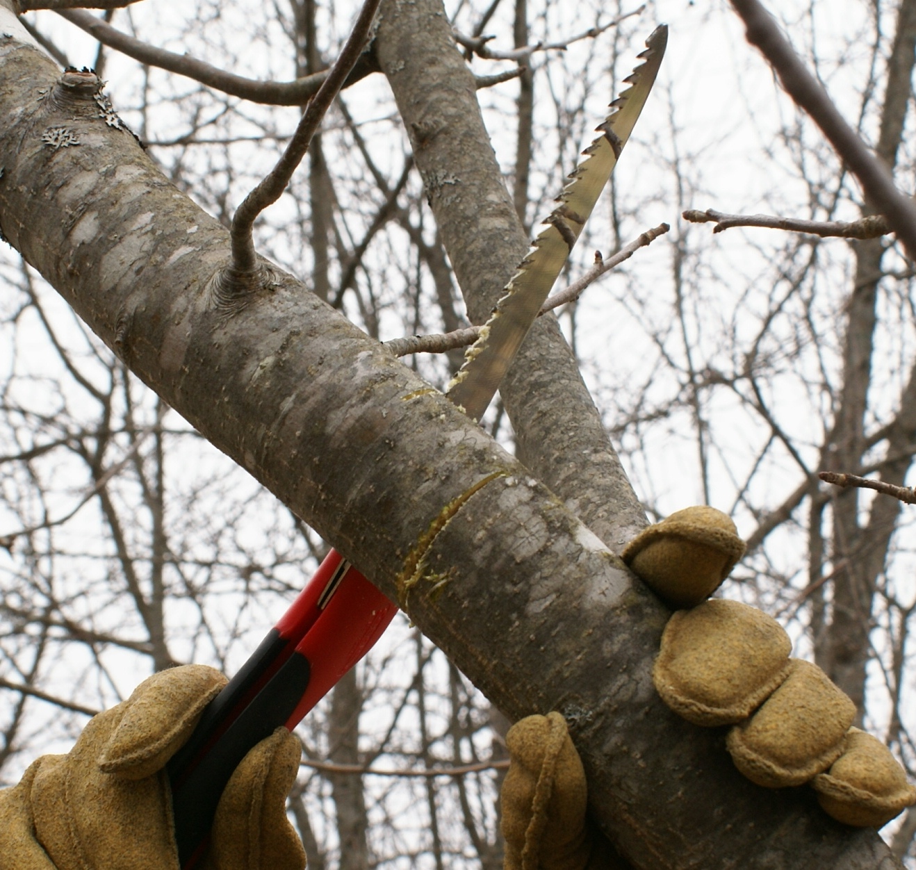 Simple Rules for Pruning Trees by Dr. Mario A. Villarino, County Extension Agent for Agriculture and Natural Resources