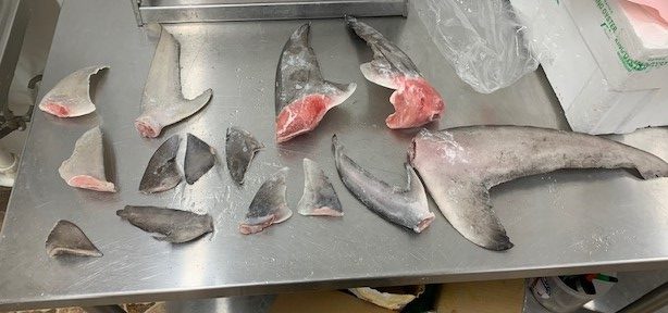Texas Game Wardens Bite Down on Shark Finning Offenders in Houston, Dallas