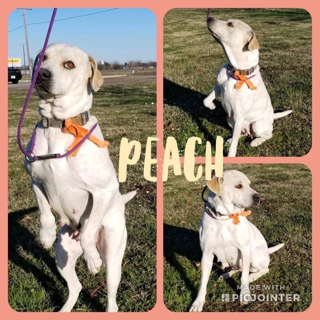 Sulphur Springs Animal Shelter Pet of the Week: Meet Peach!
