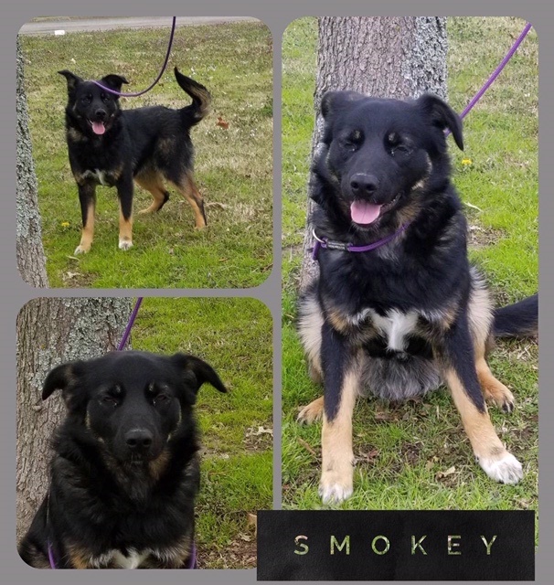 Sulphur Springs Animal Shelter Pet of the Week: Meet Smokey!