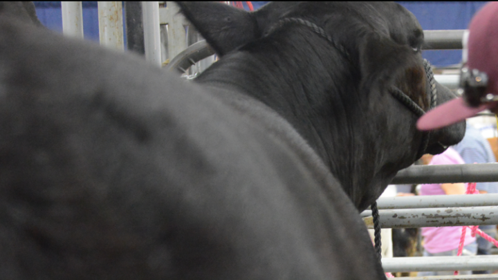 Miller Grove ISD Releases Statement Regarding Rabid Cow Shown at San Antonio Stock Show by Miller Grove Student