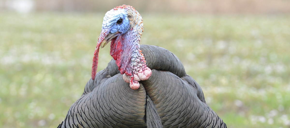 Calling All Jakes: Texas Turkey Hunters Should See More Young Toms This Spring
