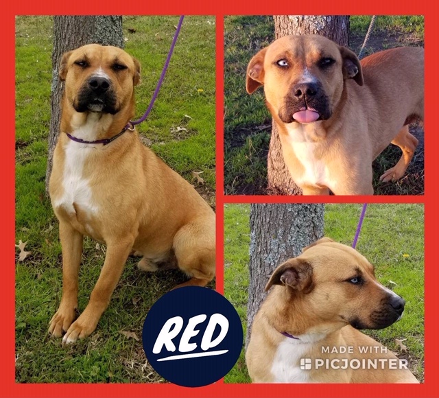 Sulphur Springs Animal Shelter Pet of the Week: Meet Red!