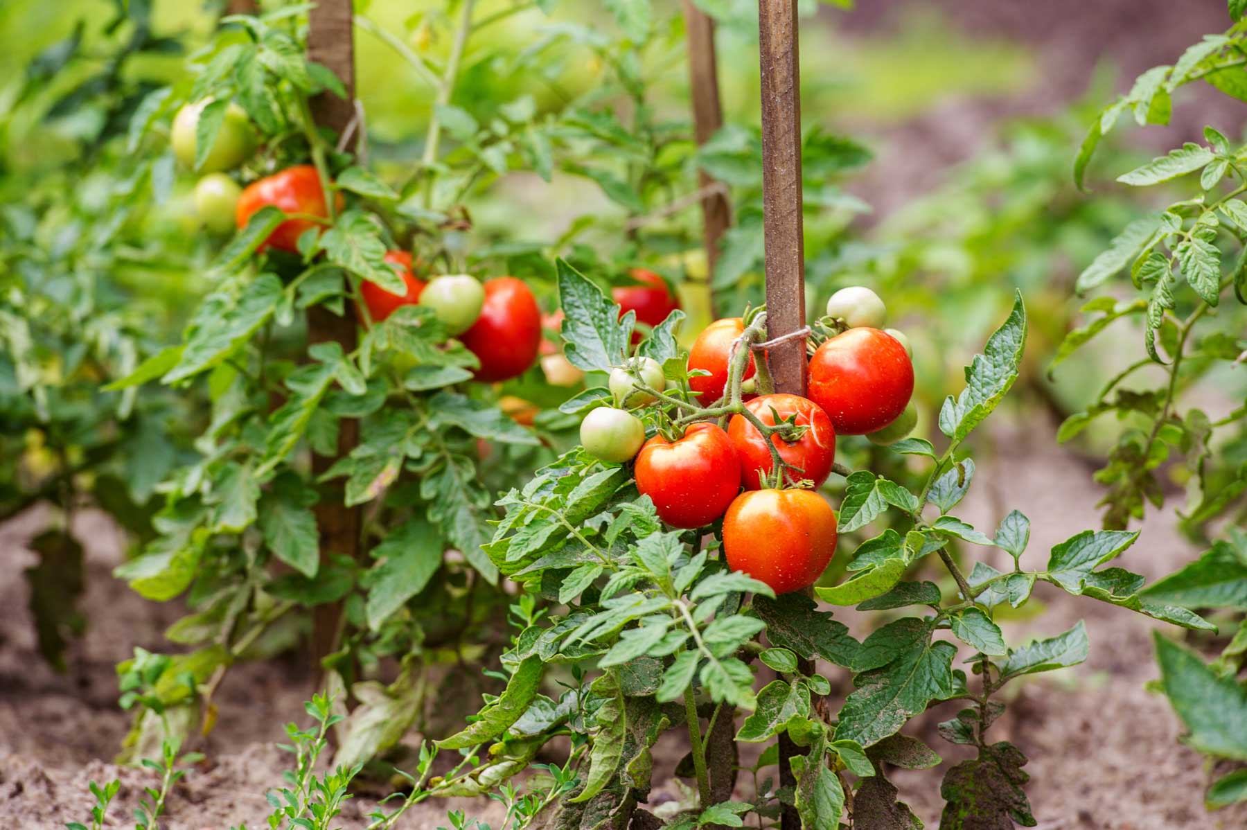 Get the Basics Right: Tomato by Dr. Mario A. Villarino, County Extension Agent for Agriculture and Natural Resources