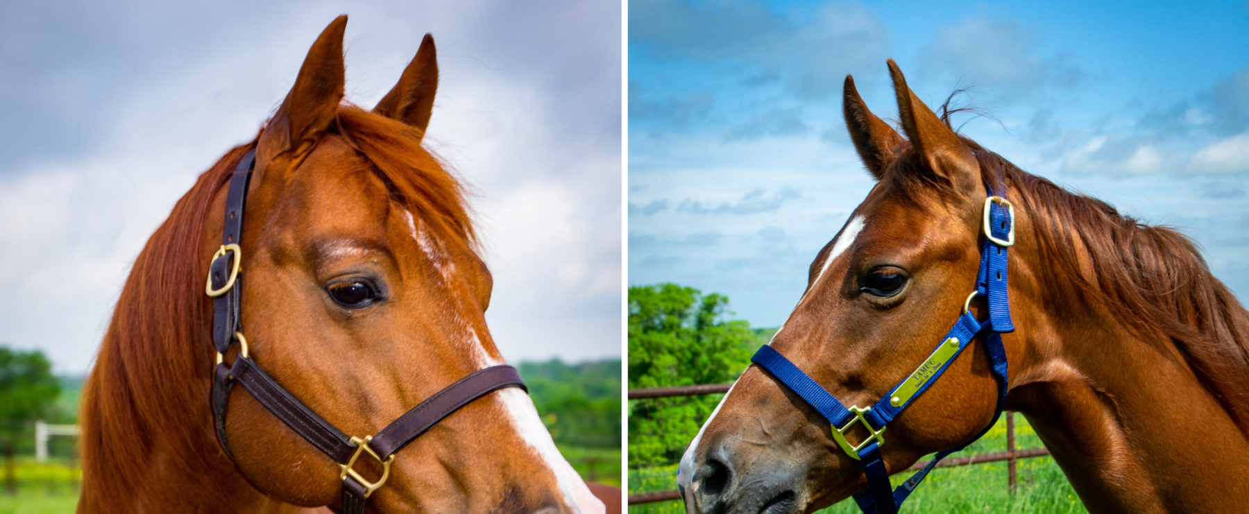 Generous Donations Help Kickstart A&M-Commerce Equine Breeding Program