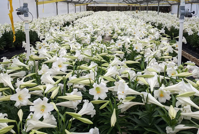 In East Texas, thousands of Easter lilies with no place to go