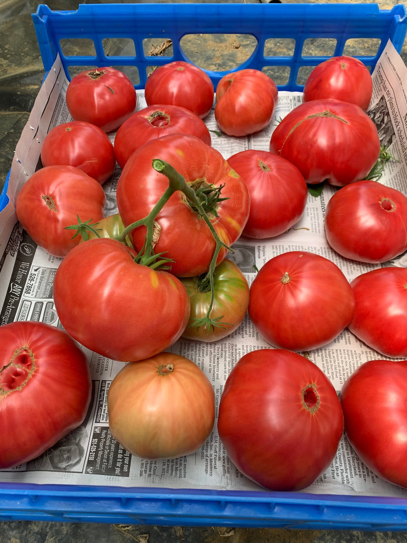 What’s in a name: Heirloom, Hybrids and GMOs? by Phyllis Kitten, Hopkins County Master Gardener