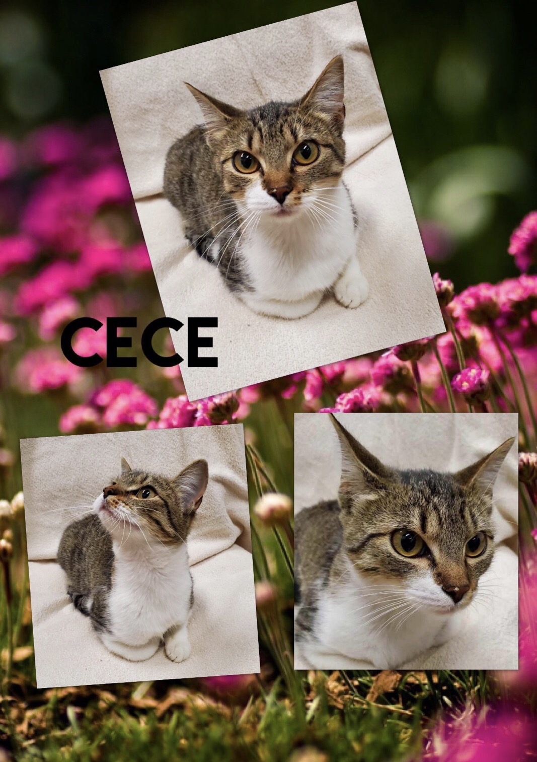 Sulphur Springs Animal Shelter Pet of the Week: Meet CeCe!