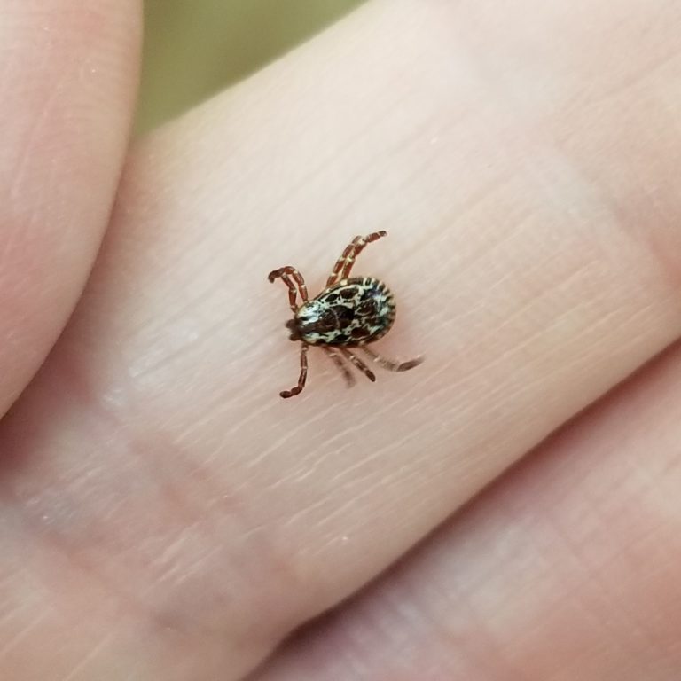 Warm weather means more ticks