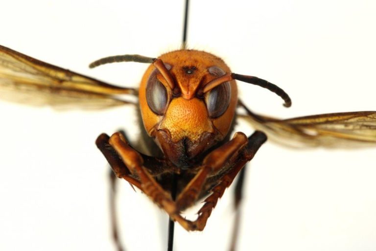 Texas A&M AgriLife mobilizes task force to head off possible emergence of “murder hornet” in Texas