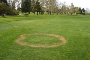 Fairy Ring Disease in Lawns by Dr. Mario A. Villarino, County Extension Agent for Agriculture and Natural Resources