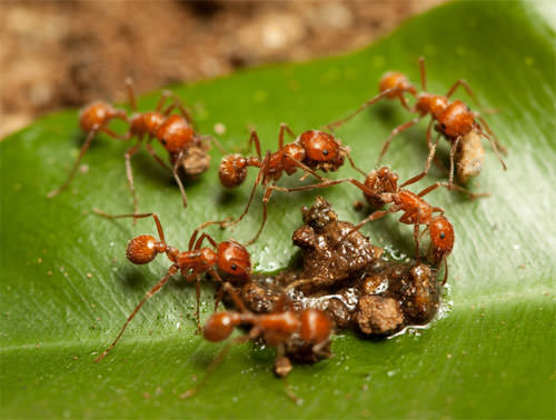 Fire ant control in Gardens by Dr. Mario A. Villarino, County Extension Agent for Agriculture and Natural Resources