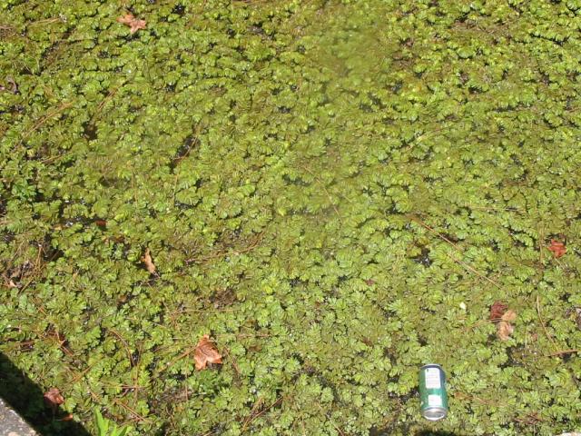 Common Salvinia Discovered on Lake Fork