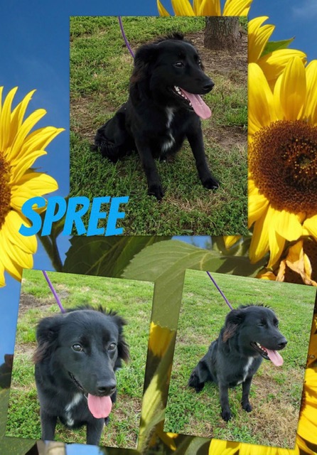 Sulphur Springs Animal Shelter Pet of the Week: Meet Spree!