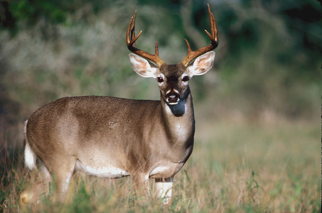 Texas White-tailed Deer Hunters Can Look Forward to a Favorable 2020-21 Season