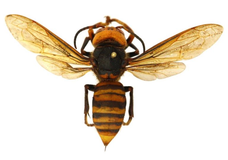 Texas A&M AgriLife experts say Texans mistakenly identifying cicada killer wasps as Asian giant hornets