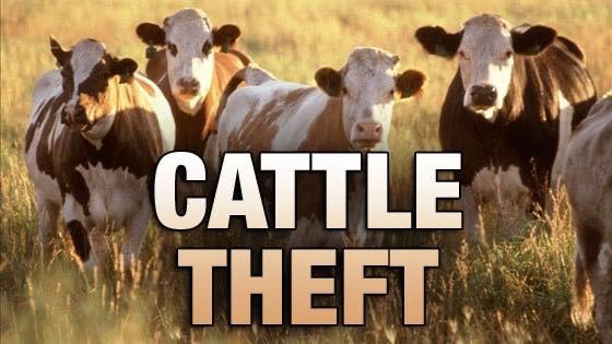 Hopkins County Sheriff’s Office Investigating Weekend Cattle Theft