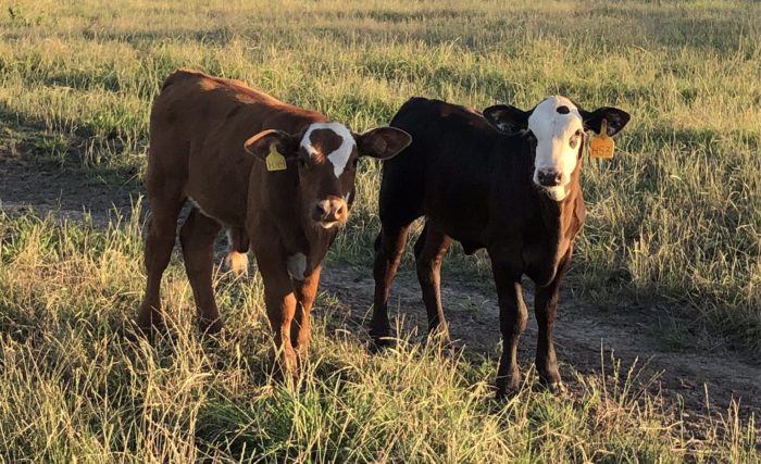 A&M-Commerce Expects “Super Baldy” Beef Cattle Breeding Program to Move the University Herd in the Right Direction