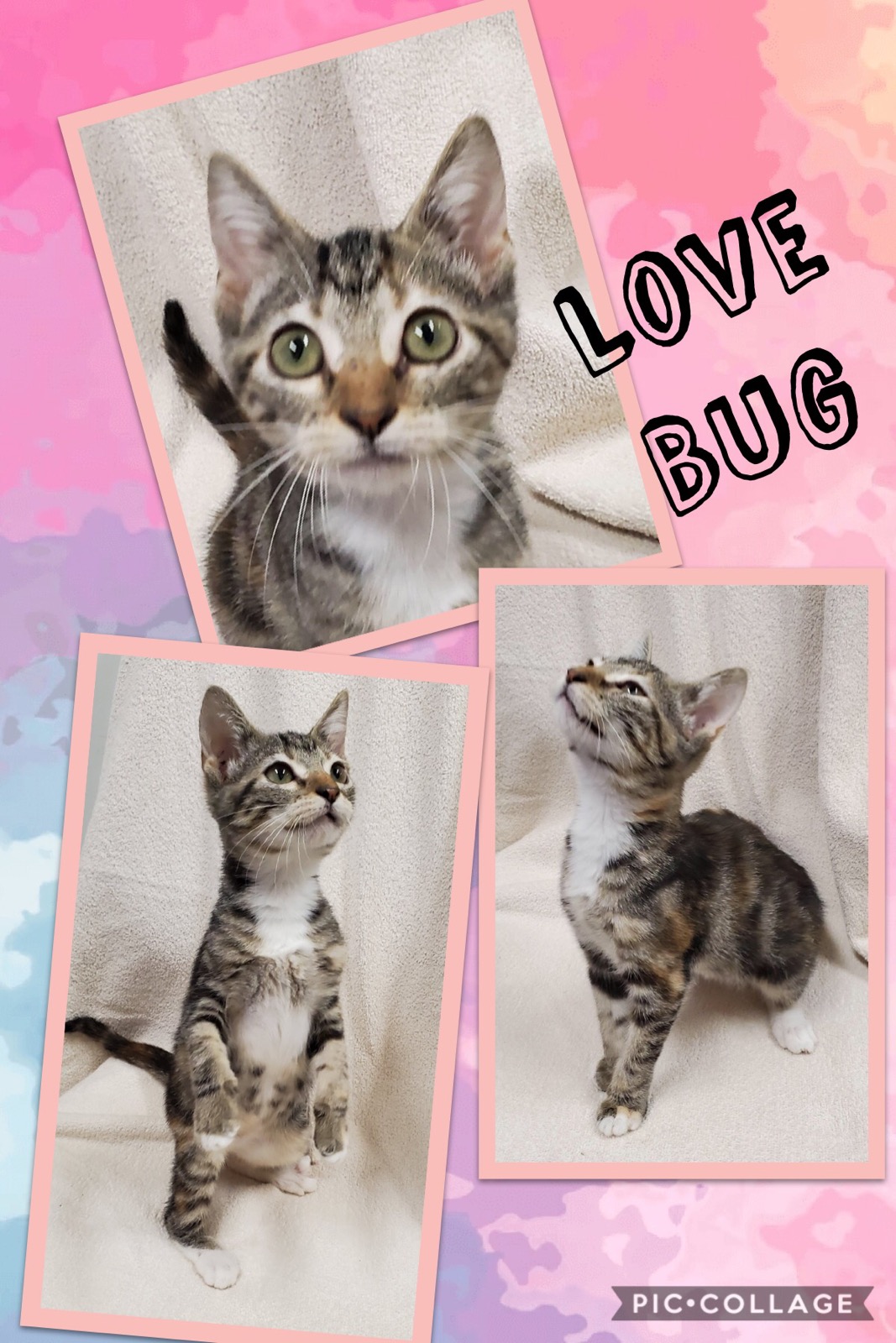 Sulphur Springs Animal Shelter Pet of the Week: Meet Love Bug!