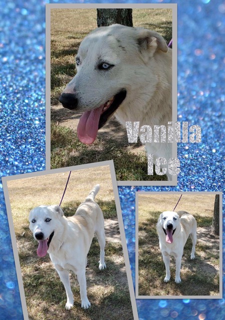 Sulphur Springs Animal Shelter Pet of the Week: Meet Vanilla Ice
