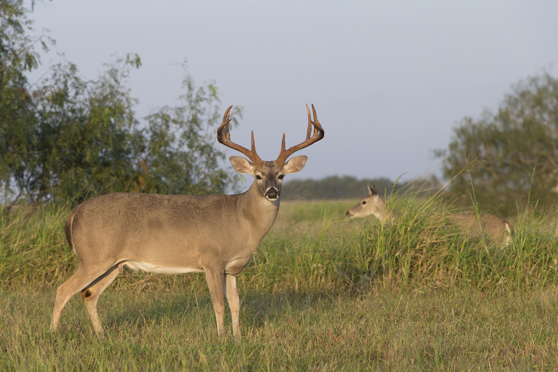 Hunters prepare for opening day of deer season. AgriLife Extension wildlife specialist shares readiness tips.