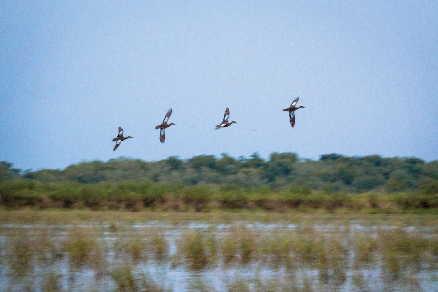 Texas Teal Hunters Can Expect an Exceptional Season Front Porch News