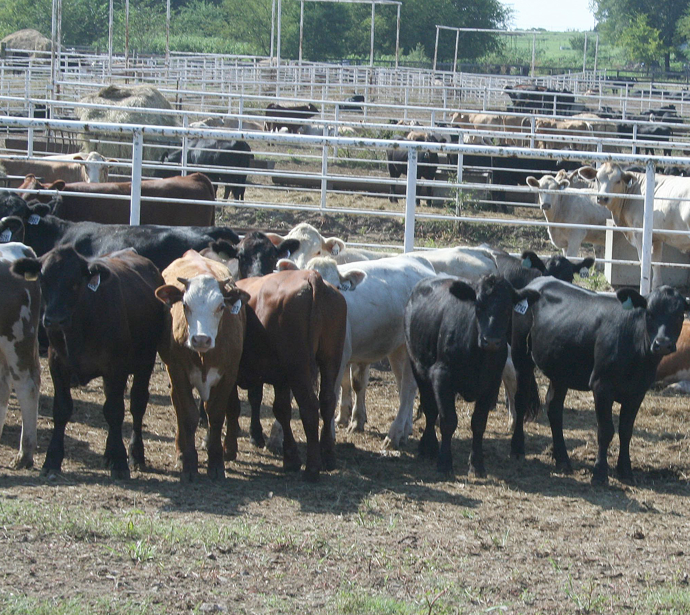 5,000 Head of Cattle Sold at NETBIO September Sale