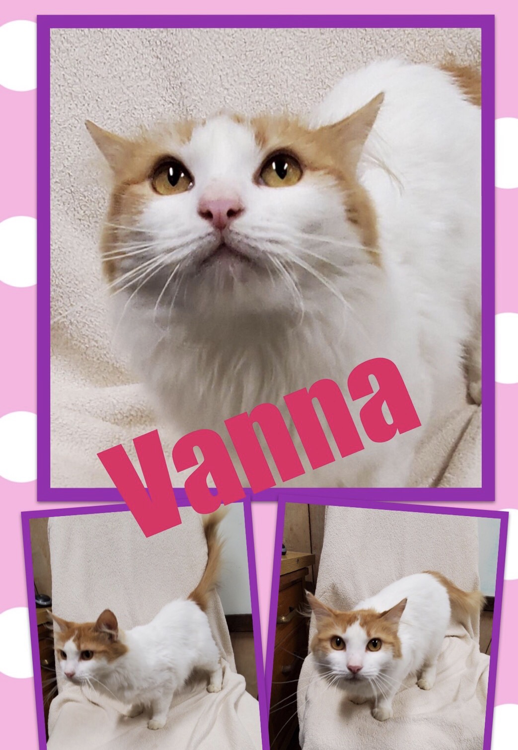 Sulphur Springs Animal Shelter Pet of the Week: Meet Vanna!