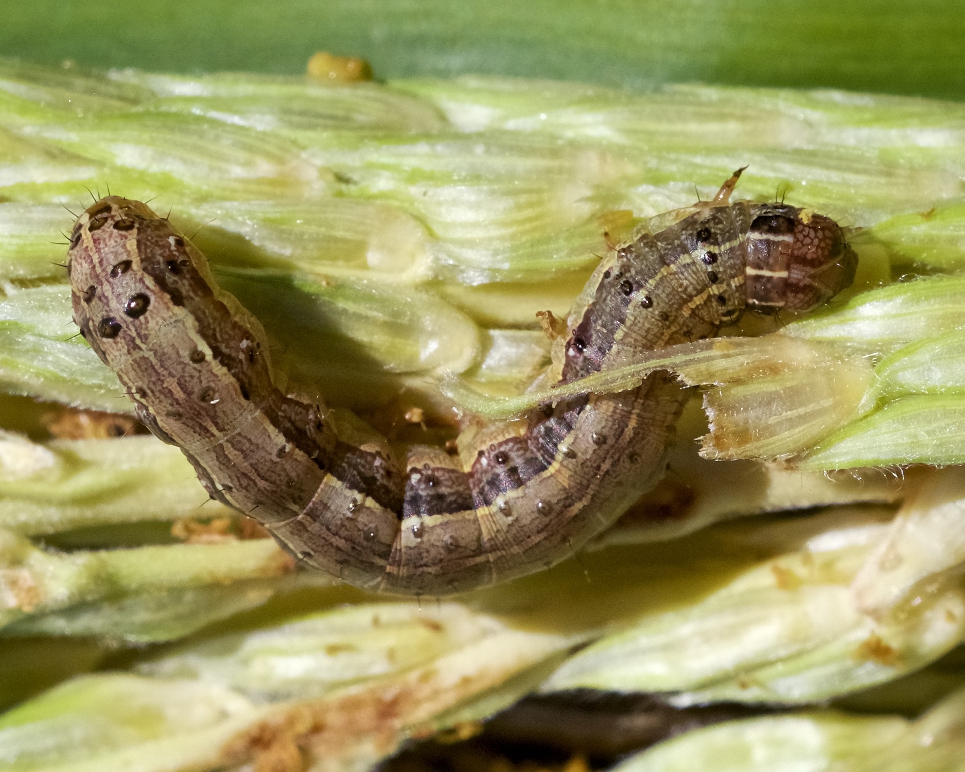 Fall armyworm outbreaks in pastures and hay fields by Dr. Mario A. Villarino, County Extension Agent for Agriculture and Natural Resources
