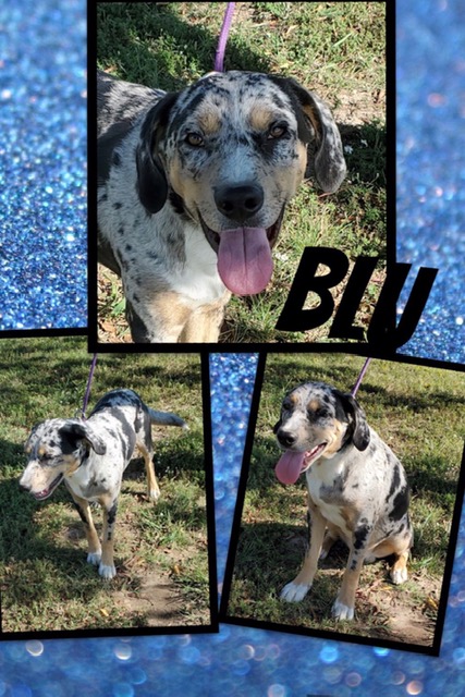 Sulphur Springs Animal Shelter Pet of the Week: Meet Blu!