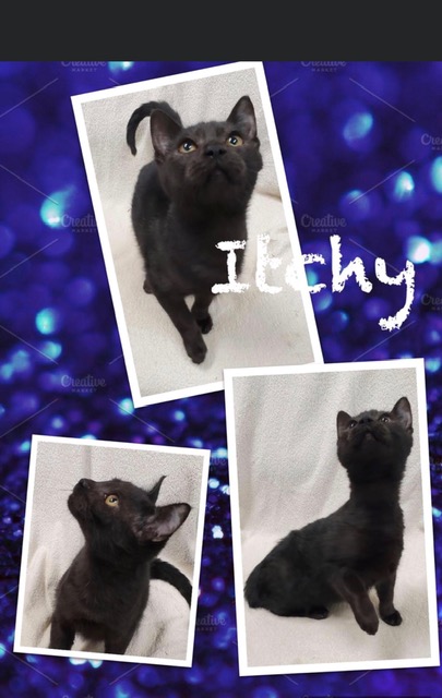 Sulphur Springs Animal Shelter Pet of the Week: Meet Itchy!