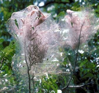 Tree Webs Aren’t Just for Halloween by Hopkins County Master Gardeners