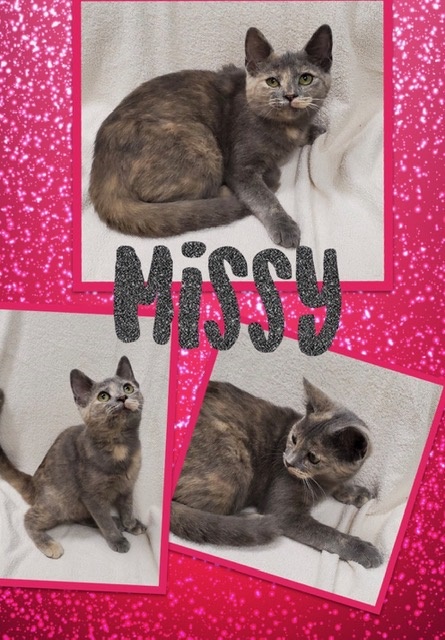 Sulphur Springs Animal Shelter Pet of the Week: Meet Missy!