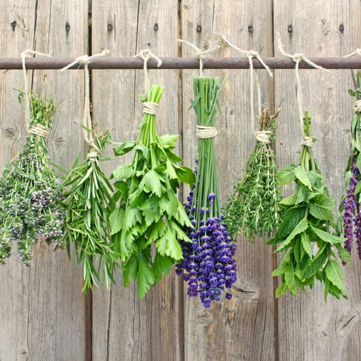 How to Dry Fresh Herbs by Hopkins County Master Gardener Phyllis Kitten