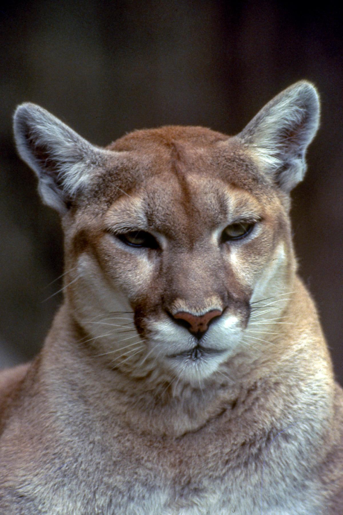 Mountain Lion Spotted in Princeton, Confirmed by Texas Parks and Wildlife Department