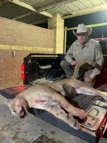 Mountain Lion Measuring Over 6 Feet and 160 Pounds Killed Near Celeste, Texas on Saturday.