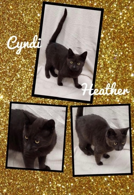 Sulphur Springs Animal Shelter Pets of the Week: Meet Cyndi and Heather!