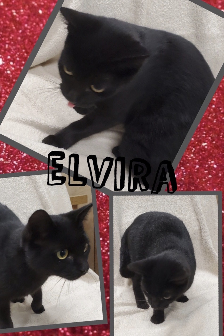 Sulphur Springs Animal Shelter Pet of the Week: Meet Elvira