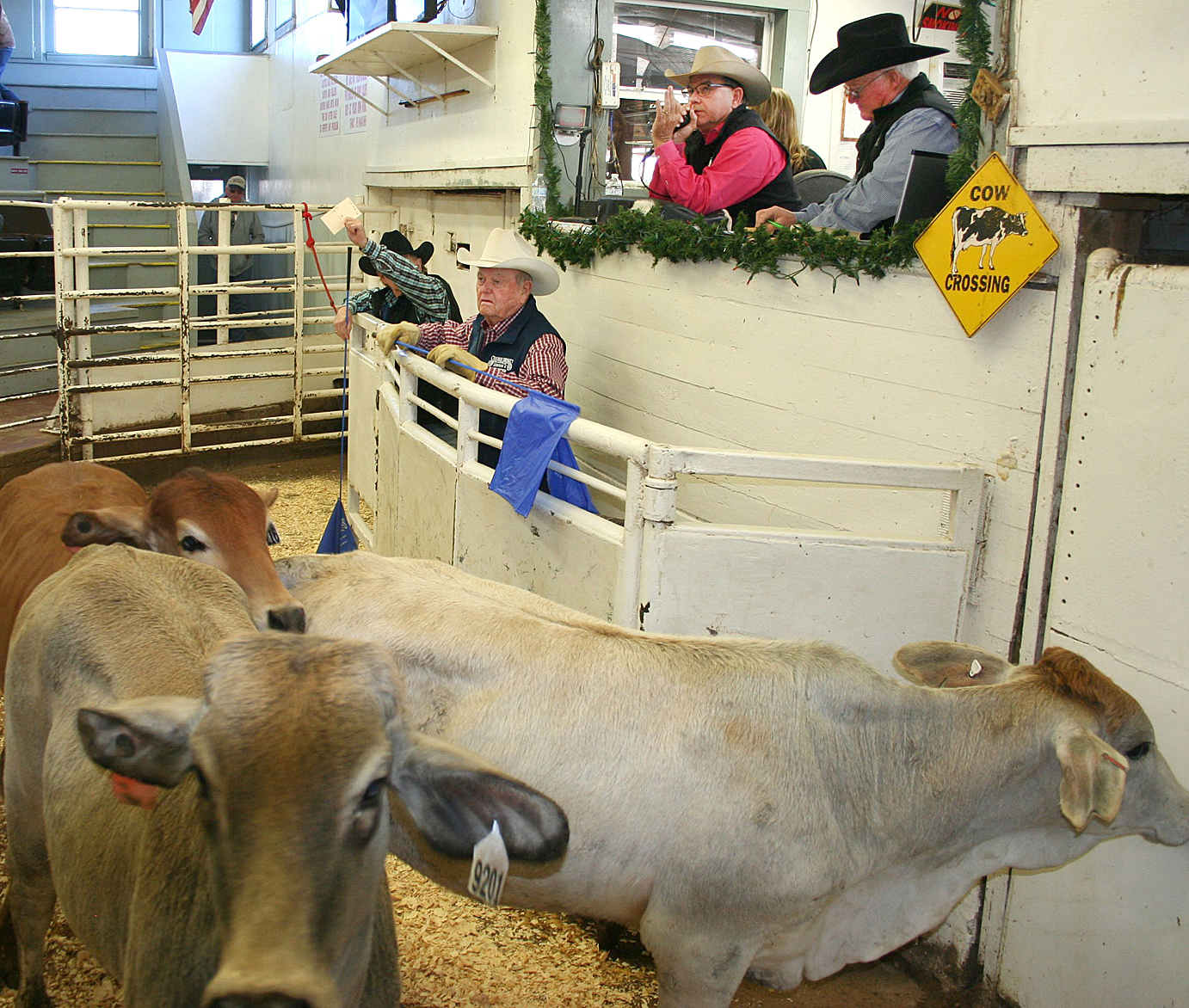 4,281 Head of Pre-conditioned Cattle Sold at the December Northeast Texas Beef Improvement Organization’s (NETBIO) Pre-conditioned Calf and Yearling Sale