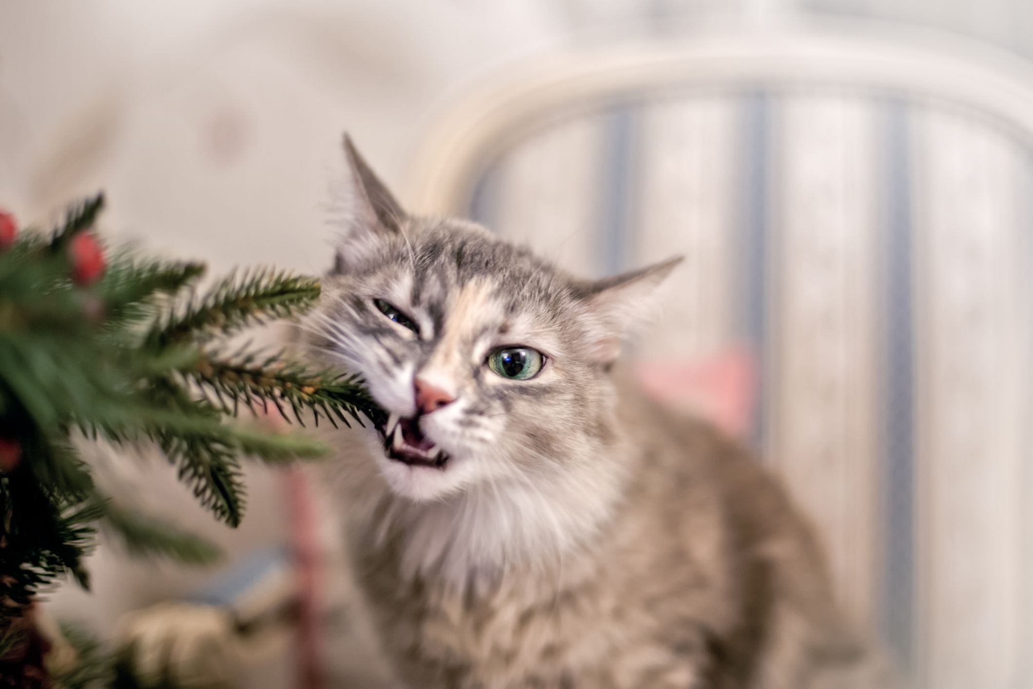 Which Holiday Plants Are Toxic and Which Aren’t by Hopkins County Master Gardeners’ Phillys Kitten