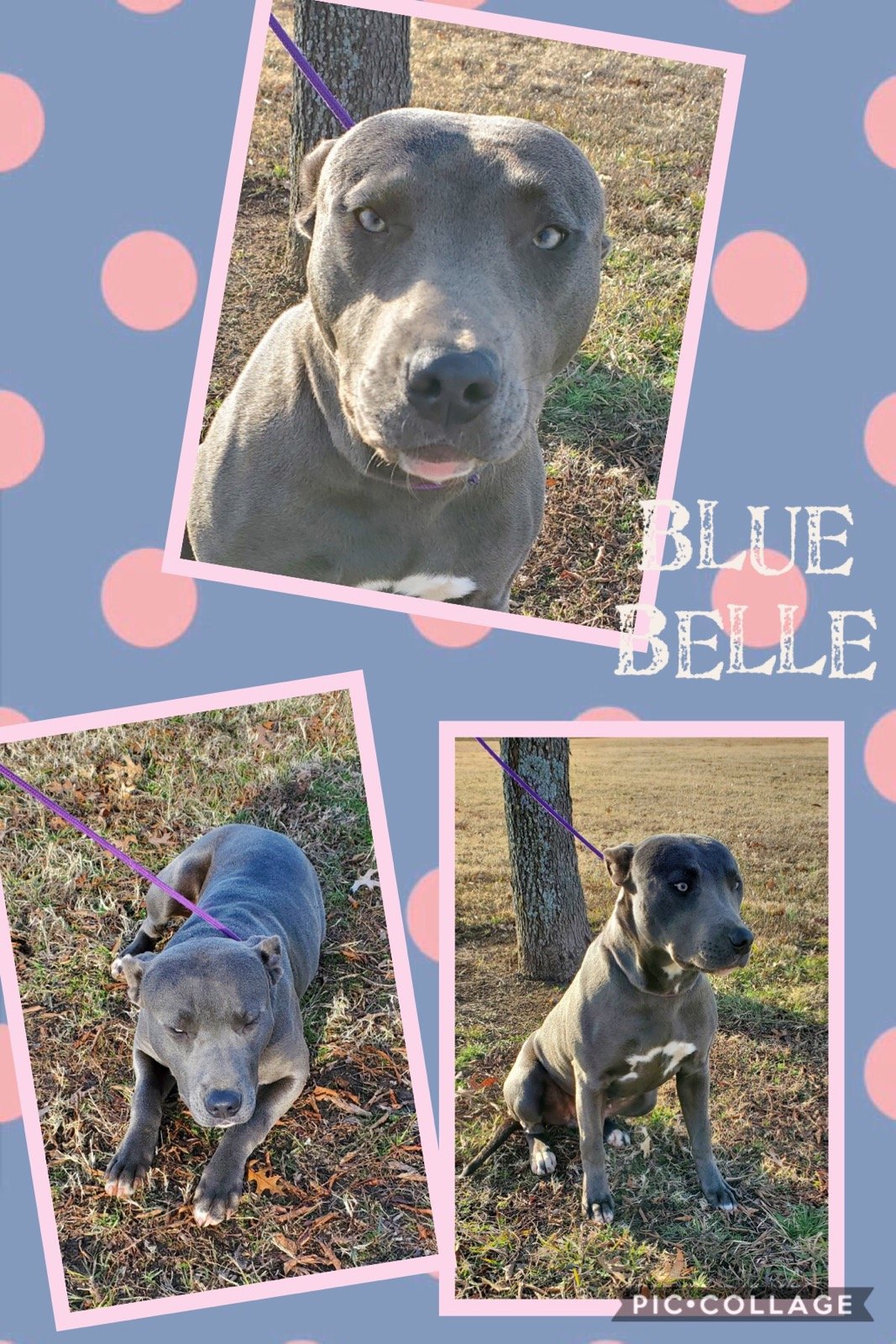 Sulphur Springs Animal Shelter Pet of the Week: Meet Blue Belle!